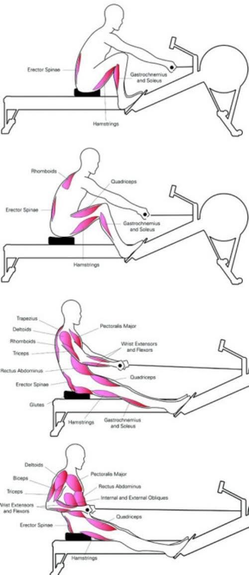 The rowing stroke consists of four distinct phases that form a continuous, fluid cycle